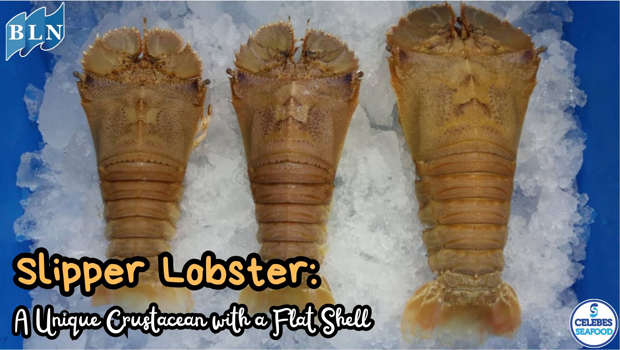 This is The Slipper Lobster: A Unique Crustacean with a Flat Shell